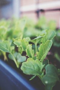 Close-up of plant