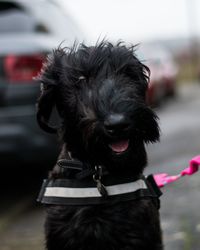 Close-up of a dog looking away