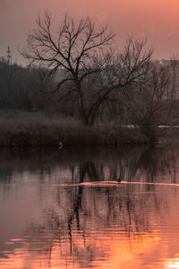 Bare tree by lake against sky during sunset