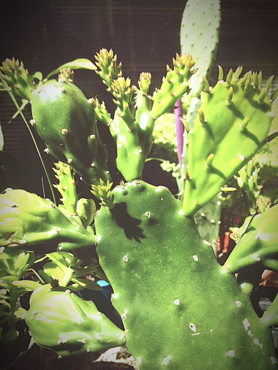 leaf, green color, growth, plant, freshness, nature, growing, beauty in nature, close-up, green, high angle view, no people, cactus, day, leaves, potted plant, outdoors, sunlight, tranquility, succulent plant