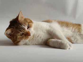Close-up of cat sitting on floor
