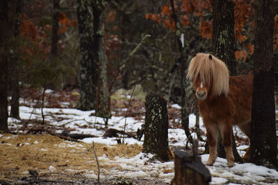 View of an animal on snow covered land