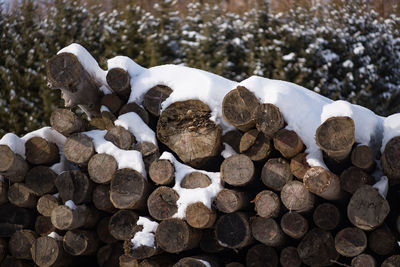 Stack of logs in forest