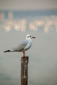 Close-up of seagull perching on wooden post