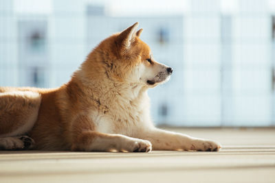 Dog looking away while resting on floor at home