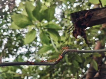 Close-up of insect on tree branch