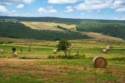 Scenic view of agricultural field against sky