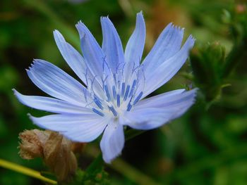 Close-up of fresh purple flower