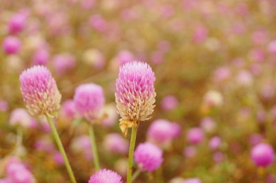 Close-up of pink flowering plants on field