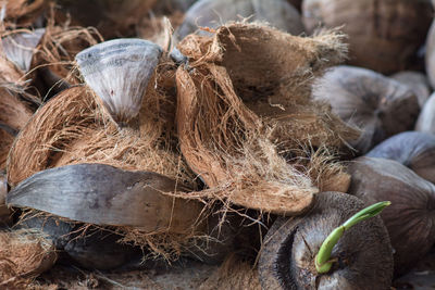 Close-up of dried plant on field