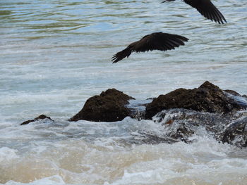 Bird flying over sea