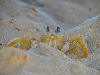 Close-up of crab on sand
