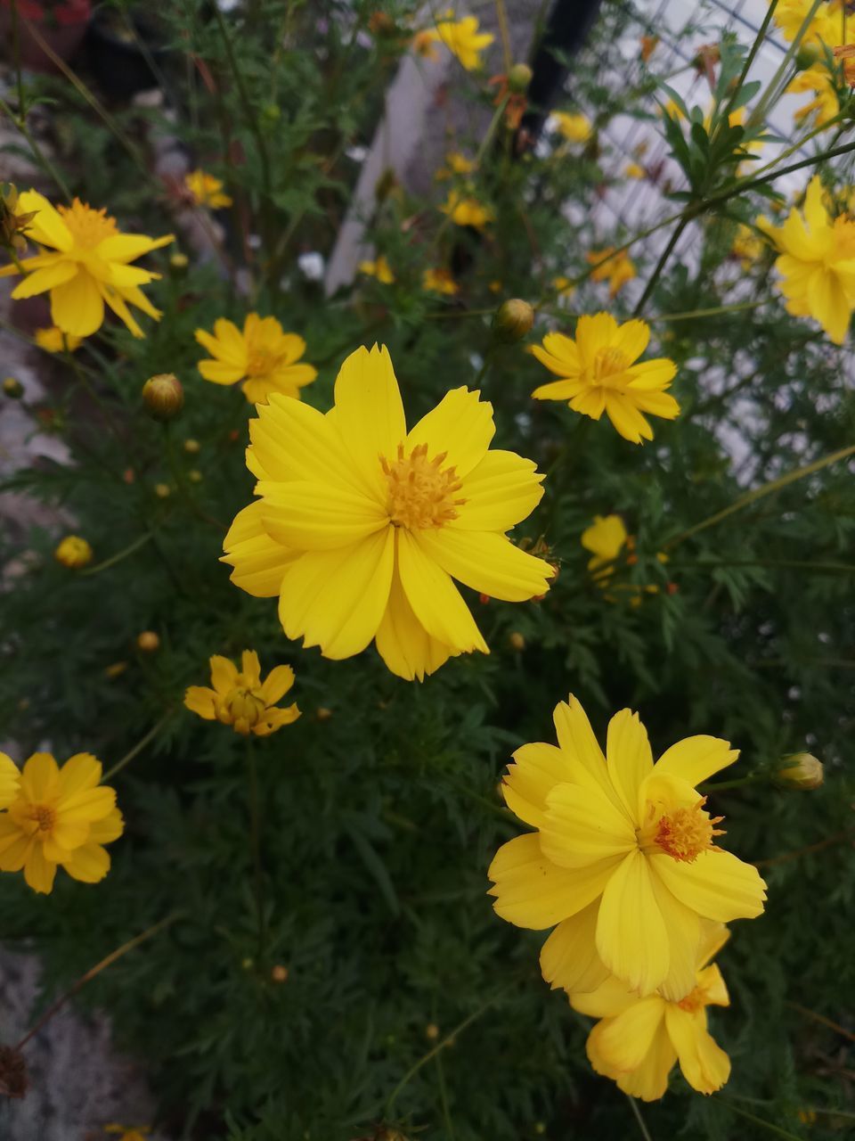 CLOSE-UP OF YELLOW FLOWERING PLANTS