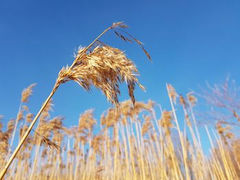 Close-up of stalks against clear blue sky