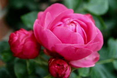 Close-up of pink rose blooming outdoors