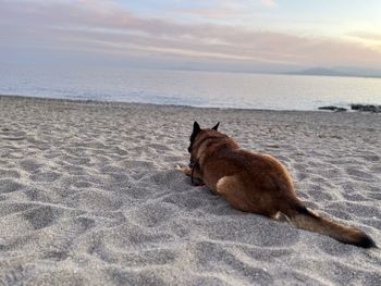 Dog on beach against sky during sunset