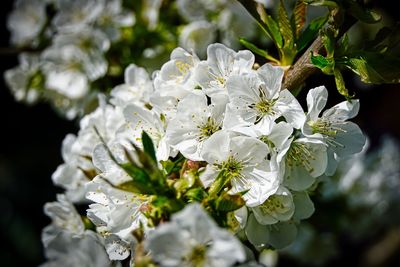 Close-up of white flowering plant