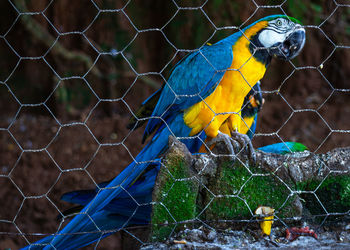 Close-up of parrot in cage