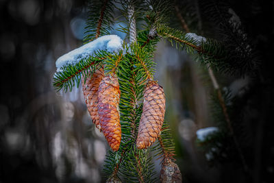 Close-up of pine tree