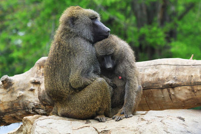 Monkey sitting on rock in zoo