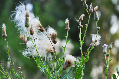 Close-up of white flowers