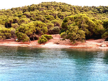 Scenic view of lake in forest