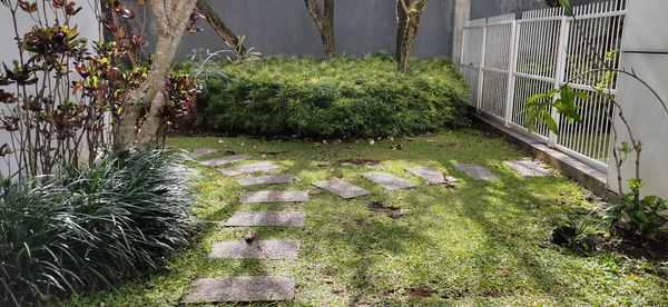 Plants growing in garden