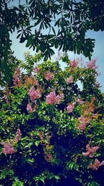Low angle view of pink flowers blooming on tree