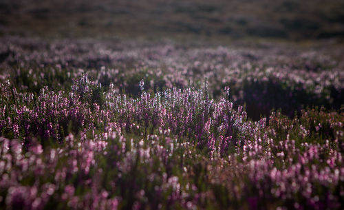 Close-up of purple flowering plants on field