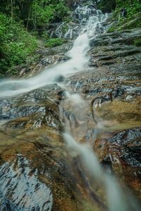 Stream flowing through forest
