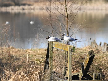 Bird perching on wooden post