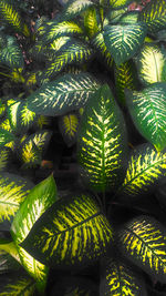 Full frame shot of green leaves