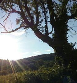 Scenic view of grassy field against sky