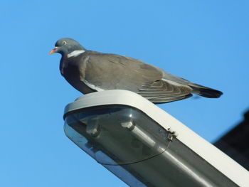 Low angle view of seagull perching on metal against sky