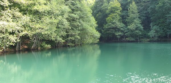 Scenic view of lake in forest