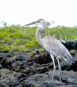 Close-up of gray heron perching on rock against water