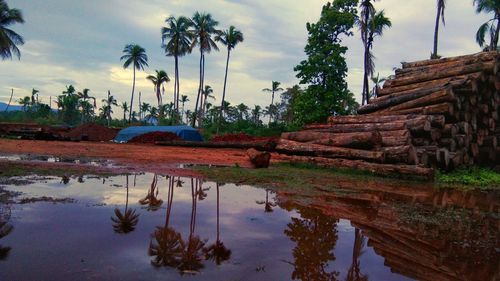 Reflection of palm trees in water