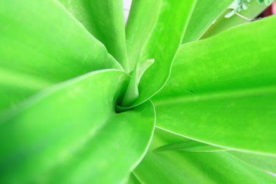 Full frame shot of green leaves