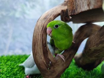 Close-up of parrot perching on tree