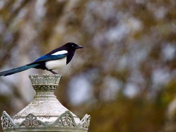 Close-up of bird perching on metal