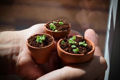 Close-up of potted plant