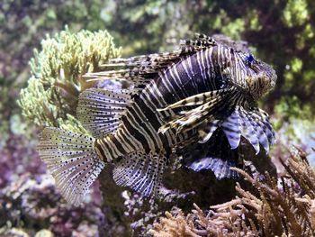 Close-up of fish in sea lionfish