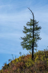 Low angle view of trees against sky