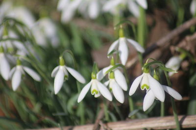 Close-up of white flowering plants