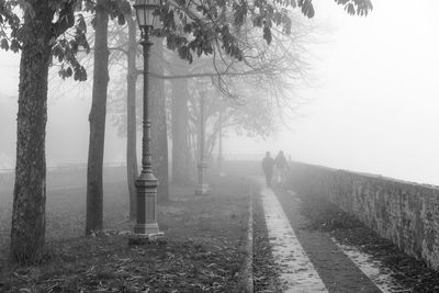 Walkway amidst trees against sky