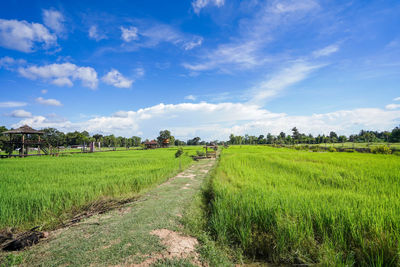 Scenic view of agricultural field against sky