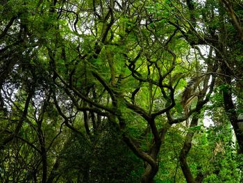 Low angle view of trees in forest