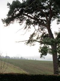 Scenic view of field against clear sky