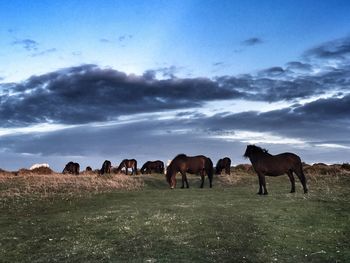 Horses grazing on field against sky