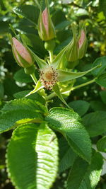 Close-up of insect on leaf